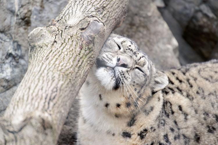 Snow Leopard Being Cute 16135561540