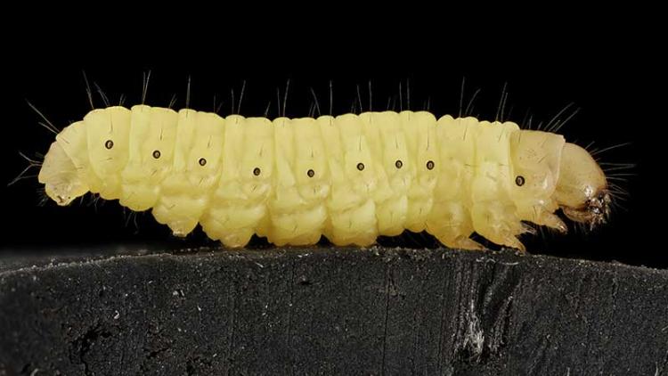 Wax worm