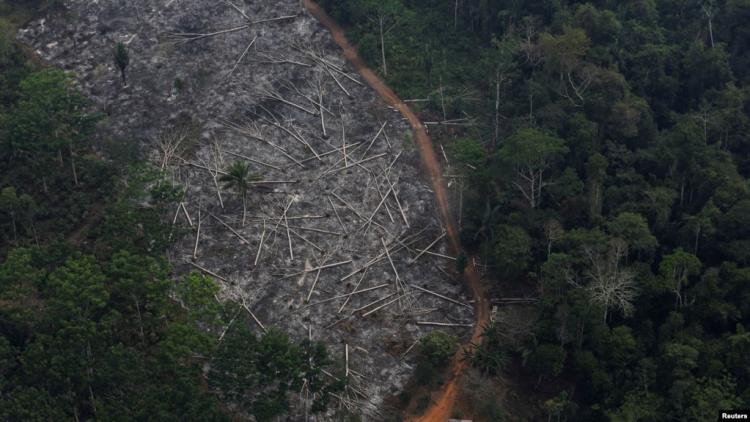 brazil prašuma