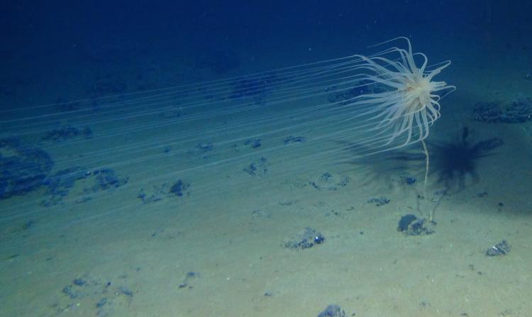 cerianthid hires