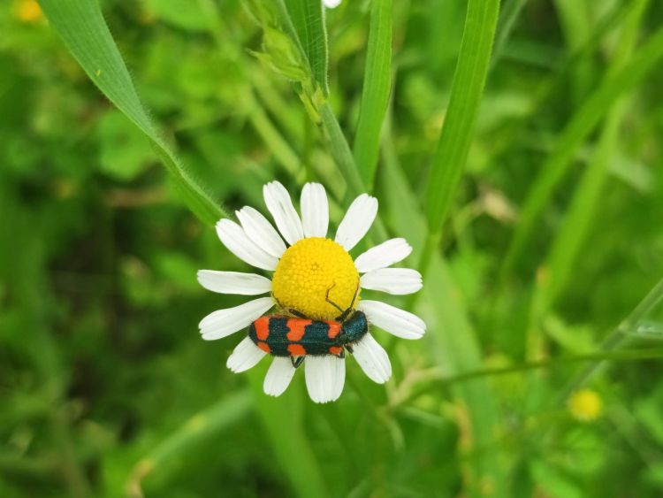cvijet insekt foto Jelena Jevđenić Impuls