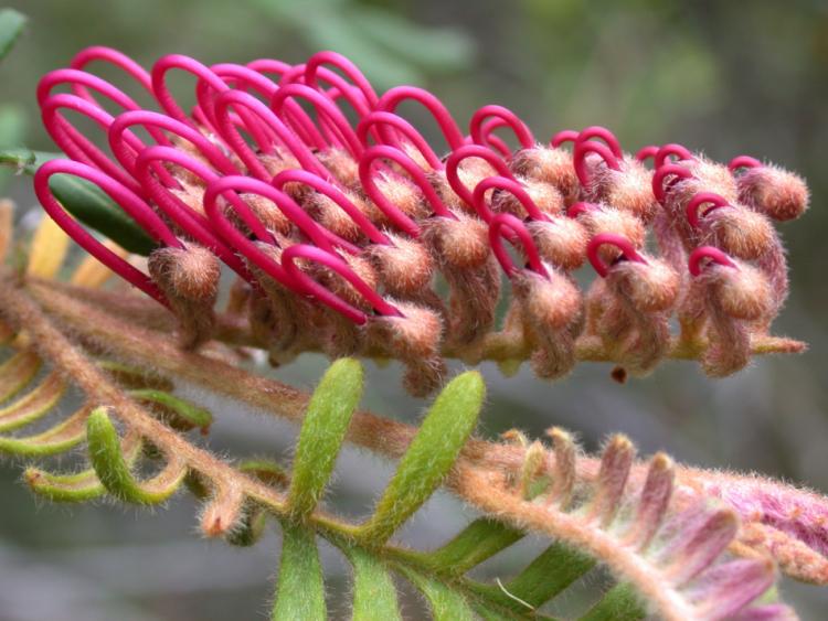 grevillea caleyi c tony auld 1