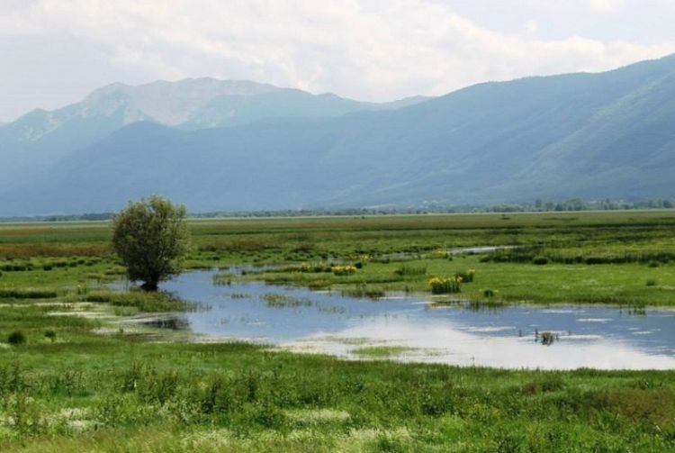 llivanjsko polje foto Ptice.ba