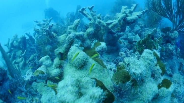 okani korali foto wptv