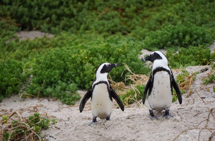 pingvini africki pixabay