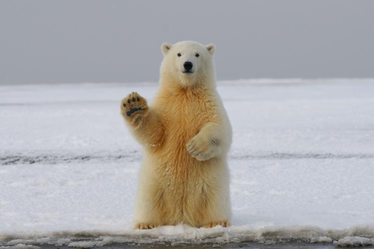 polarni medvjedi foto hans jurgen mager qQWV91TTBrE unsplash
