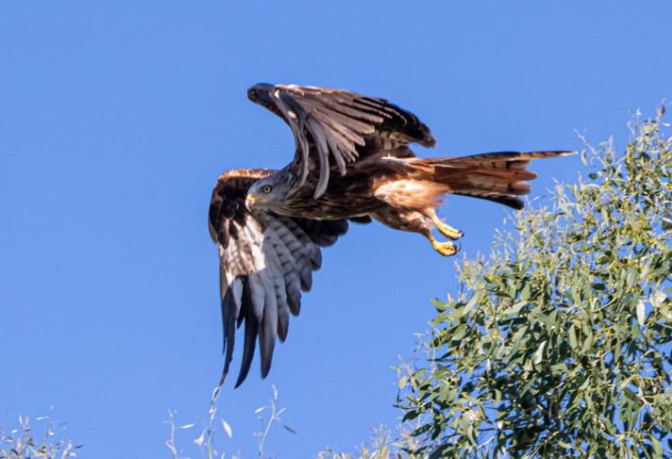 redkite nh53viaflickr 790x540