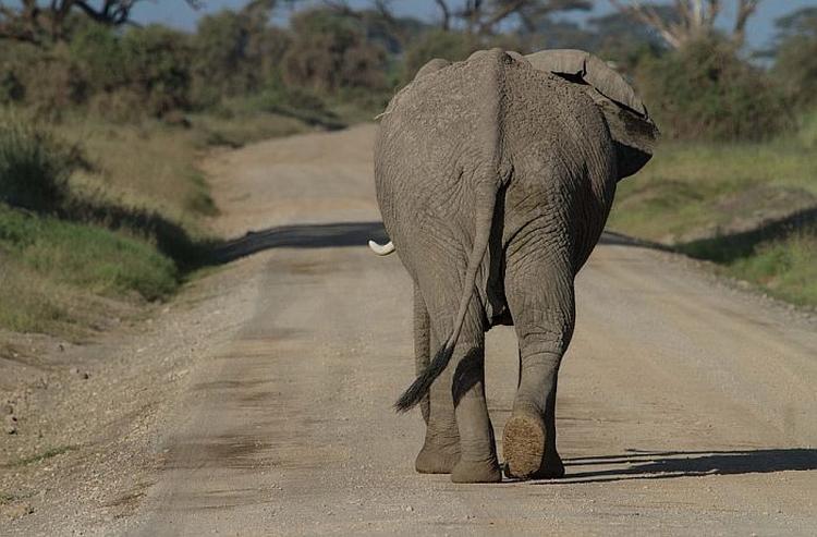 slon odlazi pixabay