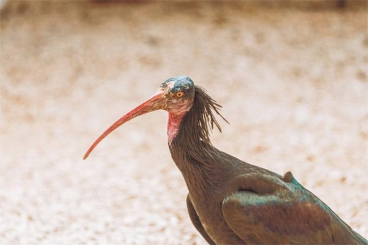 ćelavi ibis foto Stanislav Ferrao Unsplash